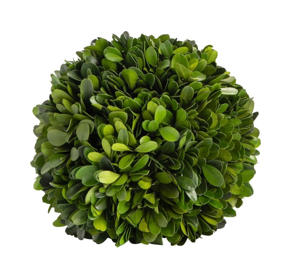 Preserved Boxwood Ball