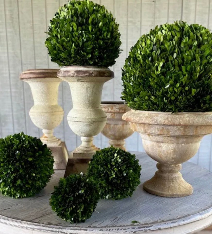Preserved Boxwood Ball