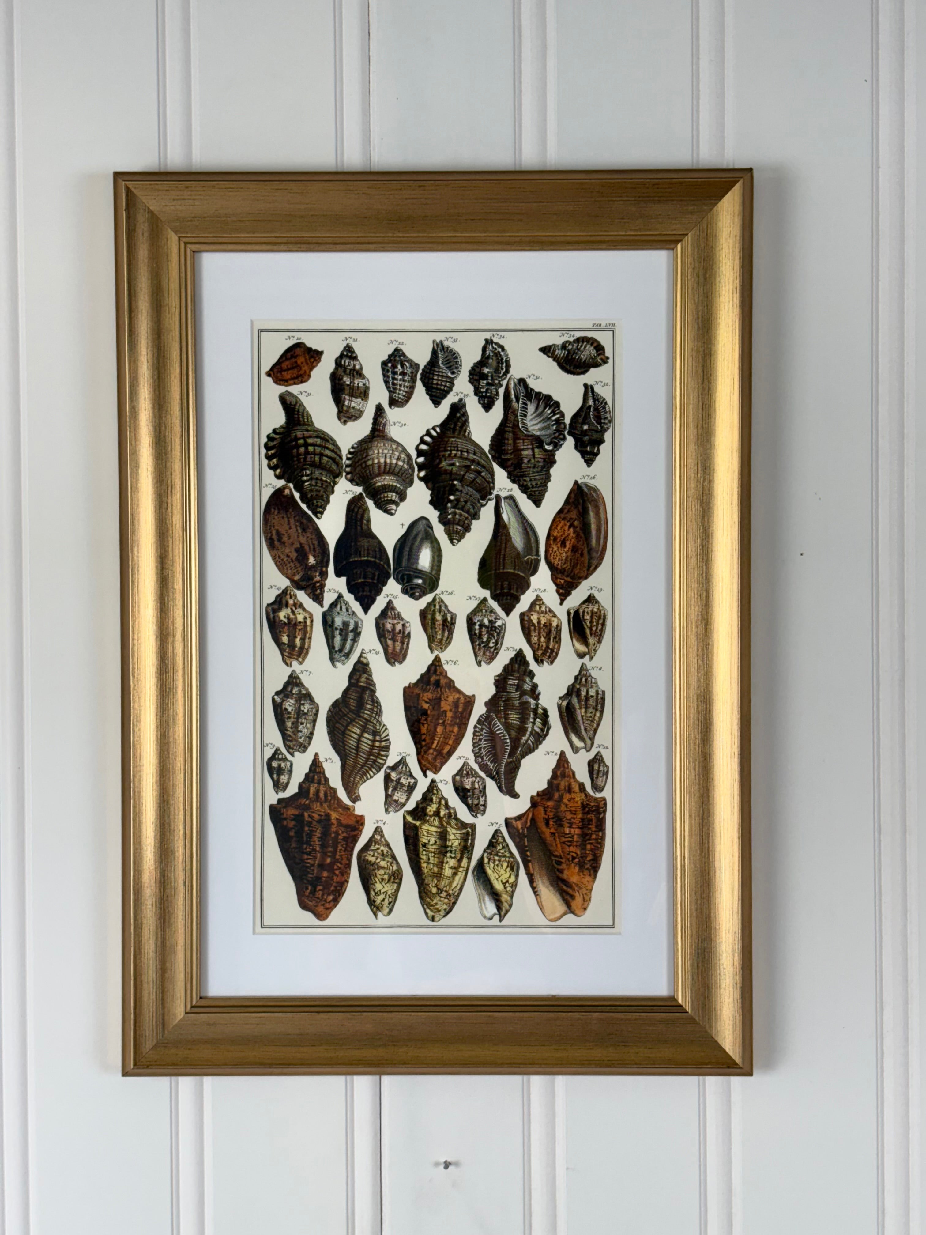 Antique Shell Print, #2
