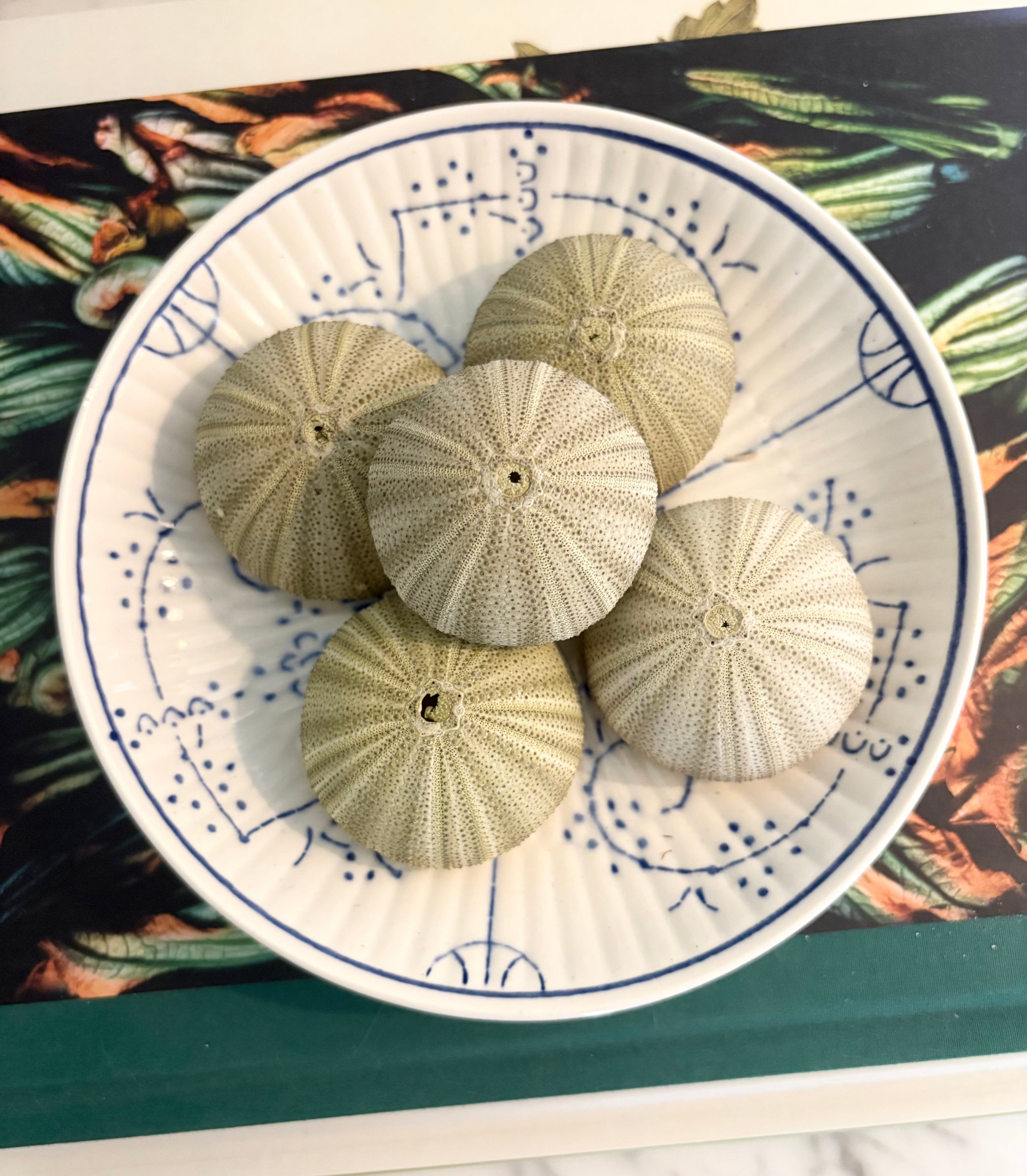 Sea Urchin Shell