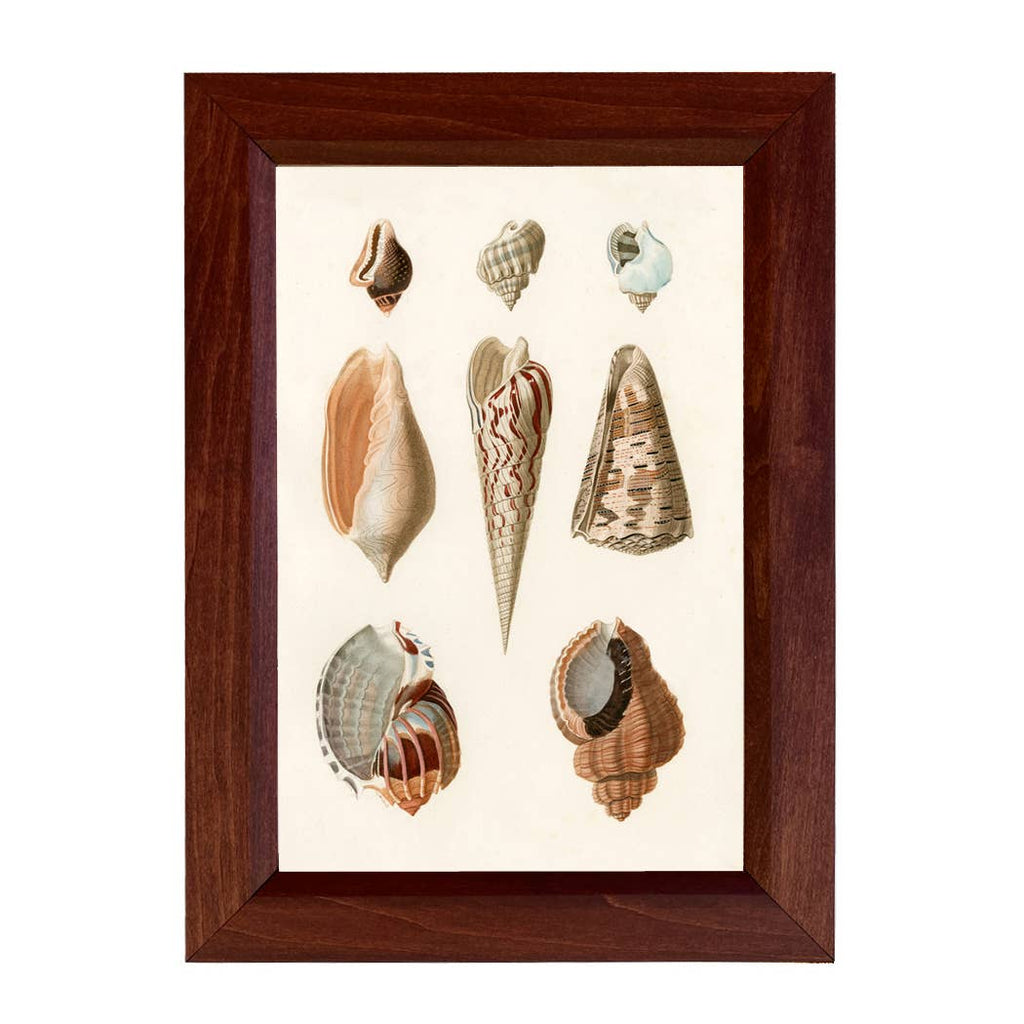 Sea Shells Vintage Print Behind Glass, 8-1/2" x 12"
