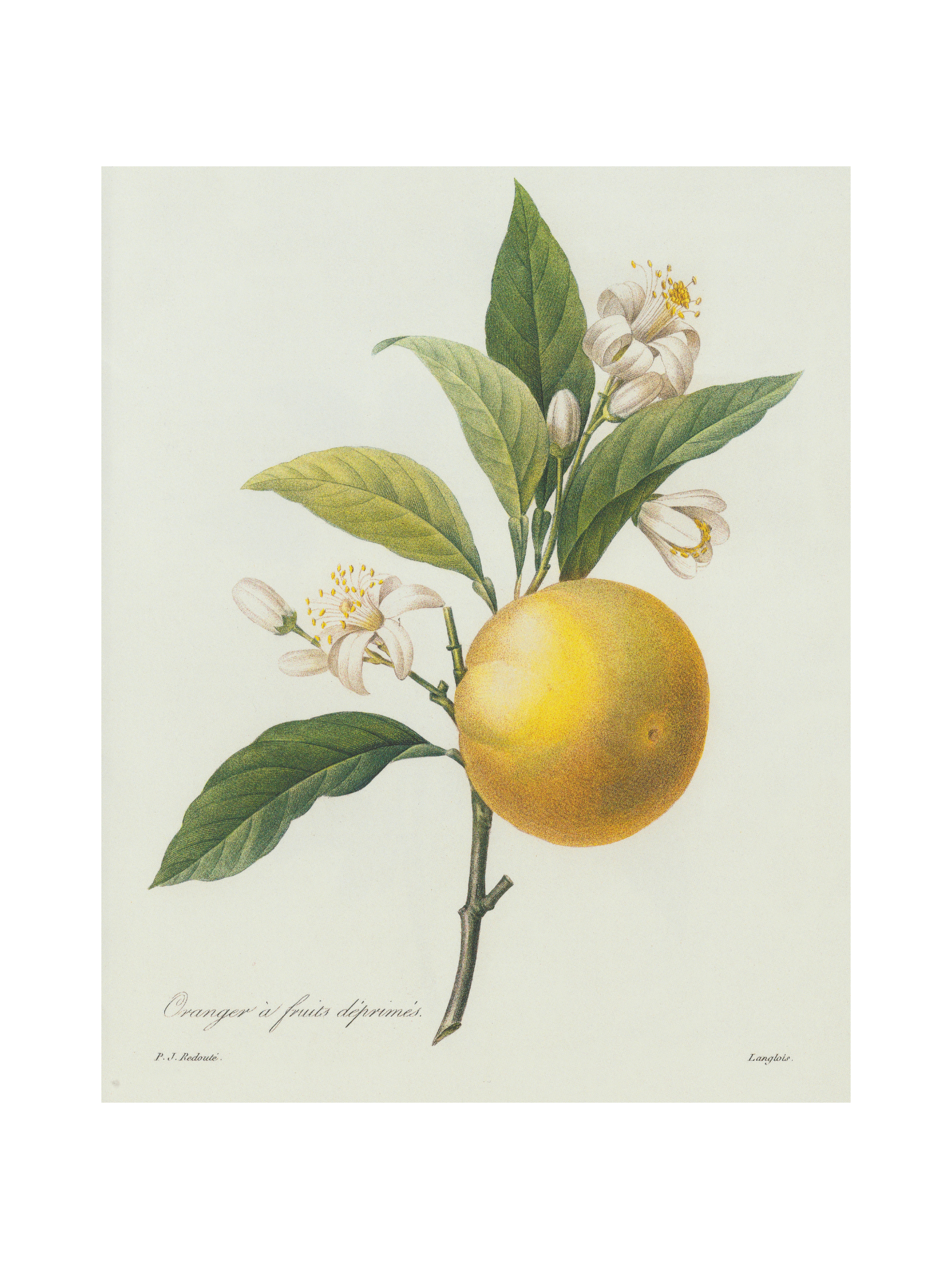 Orange Fruit Antique Print- Gold Bamboo Frame