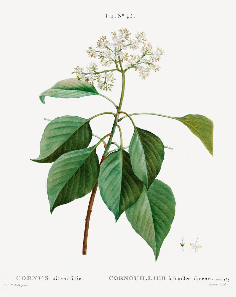 White Floral Antique Print- Gold Bamboo Frame