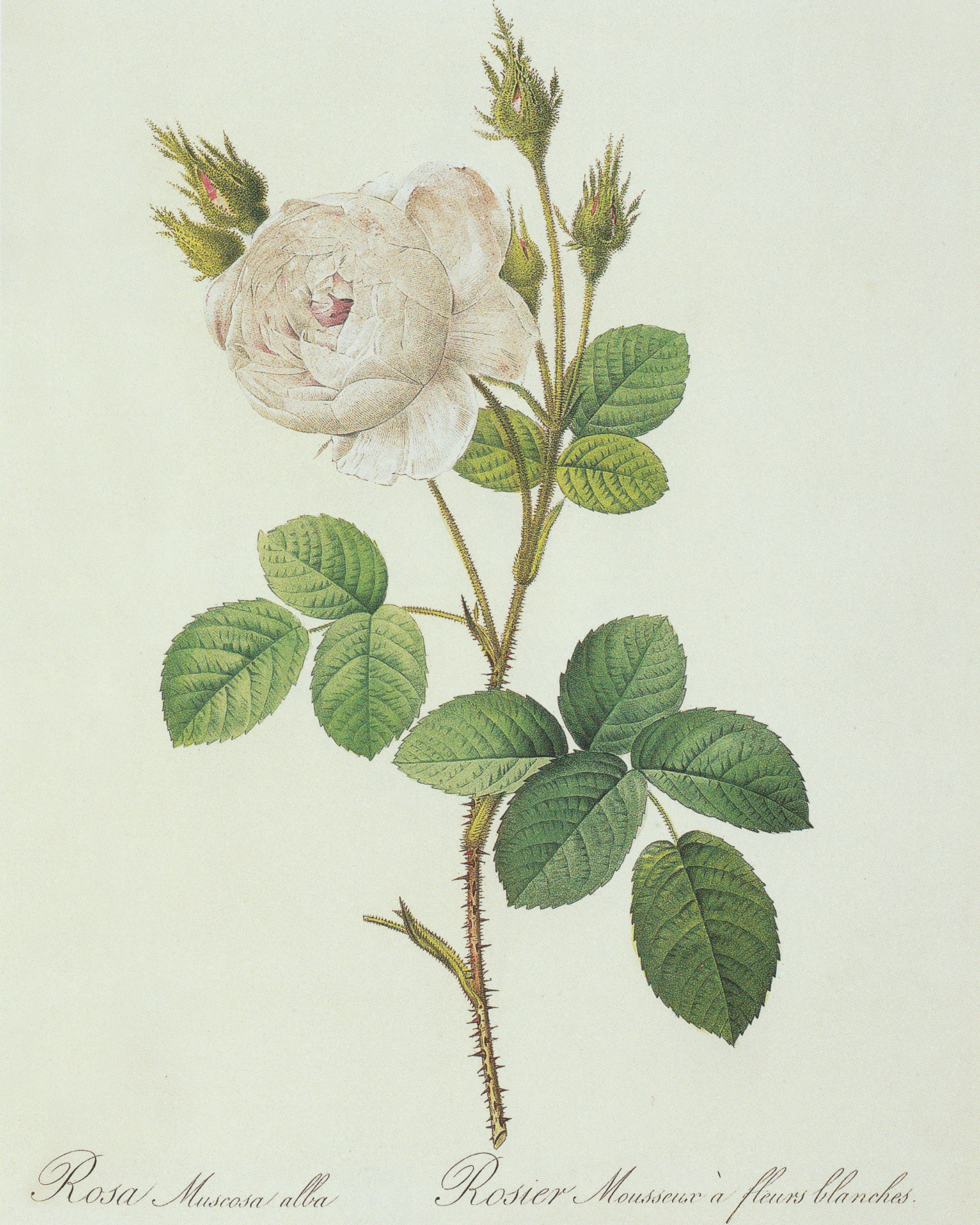 White Rose Floral Antique Print- Gold Bamboo Frame