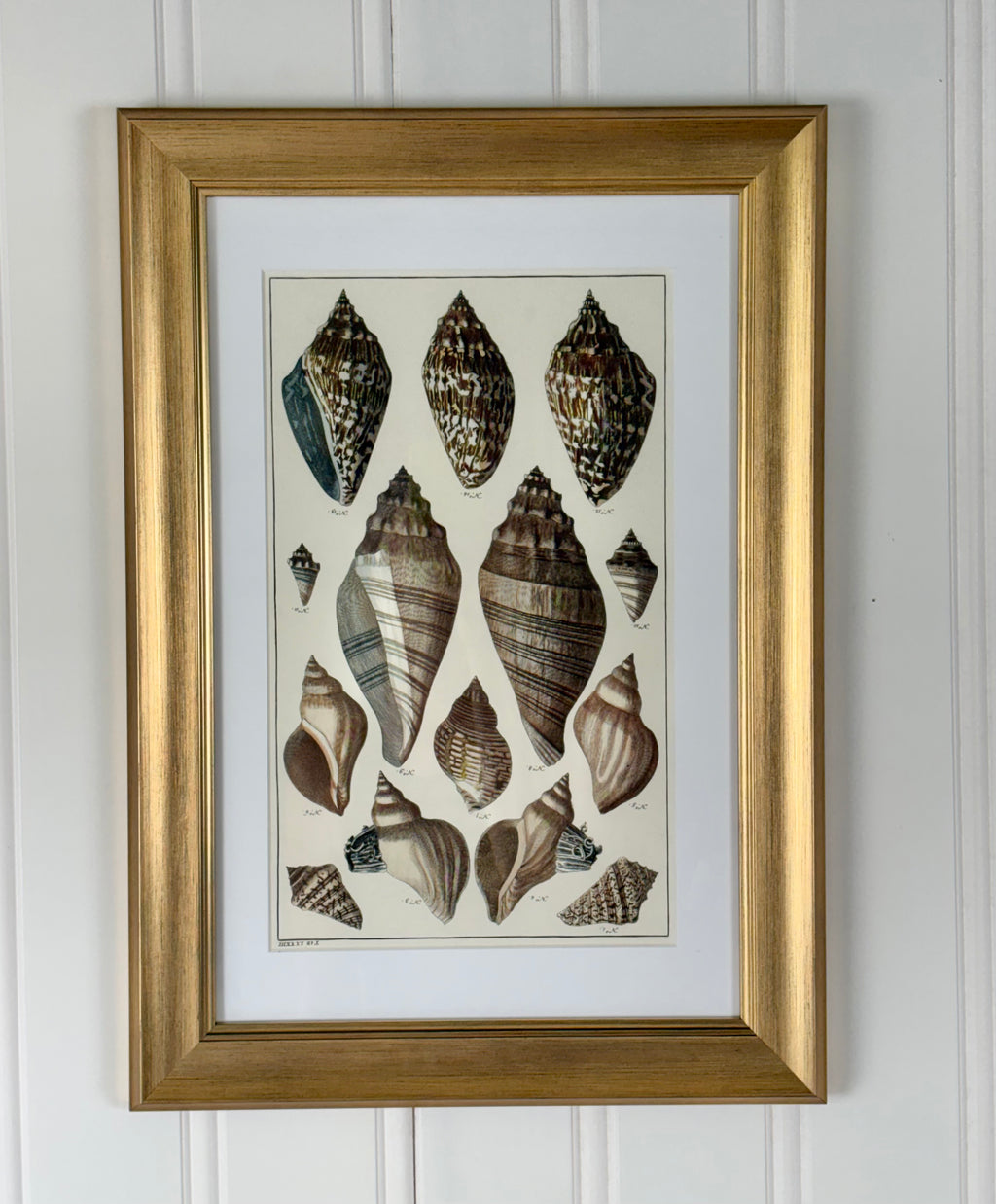 Antique Shell Print, #1