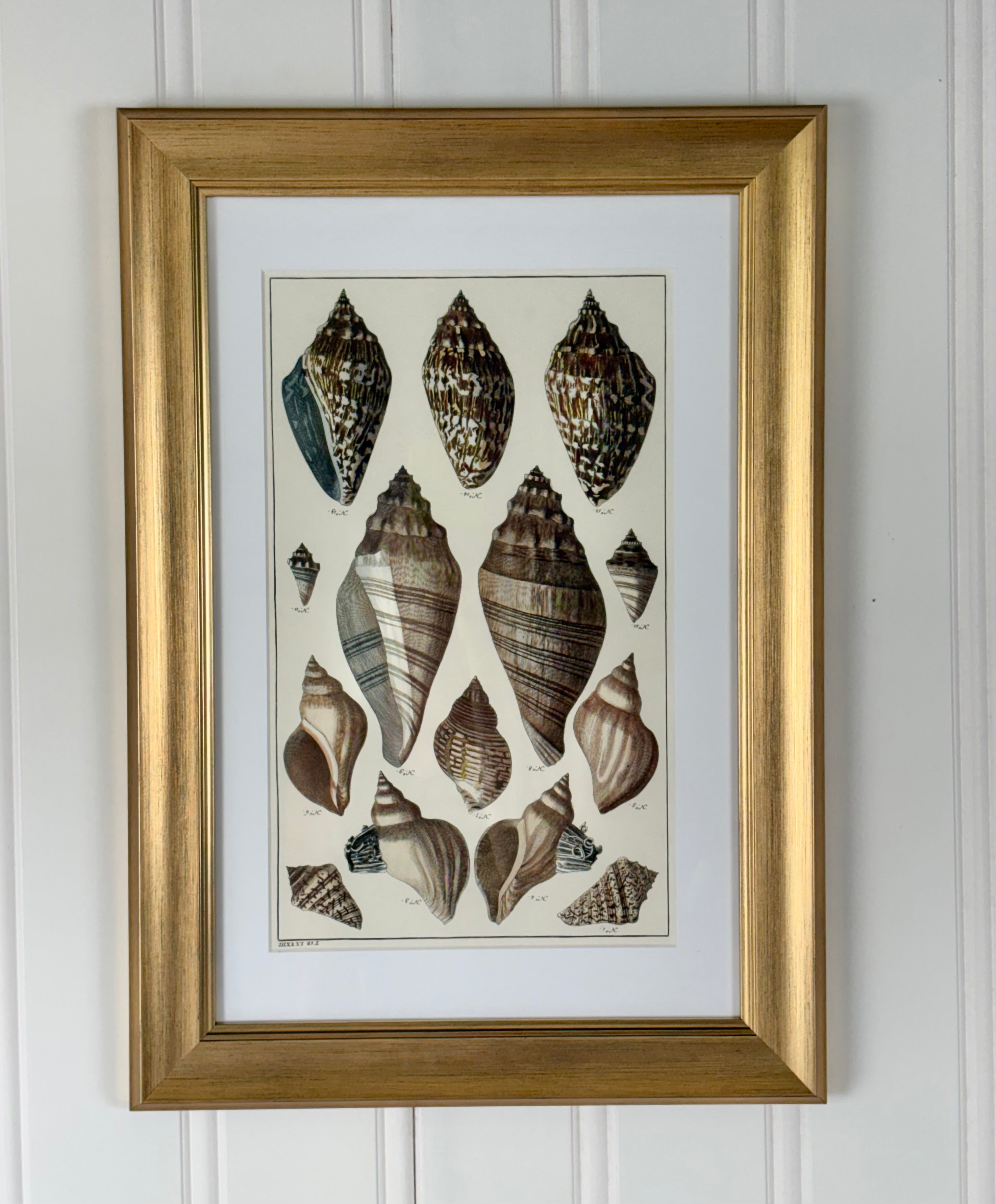Antique Shell Print, #1