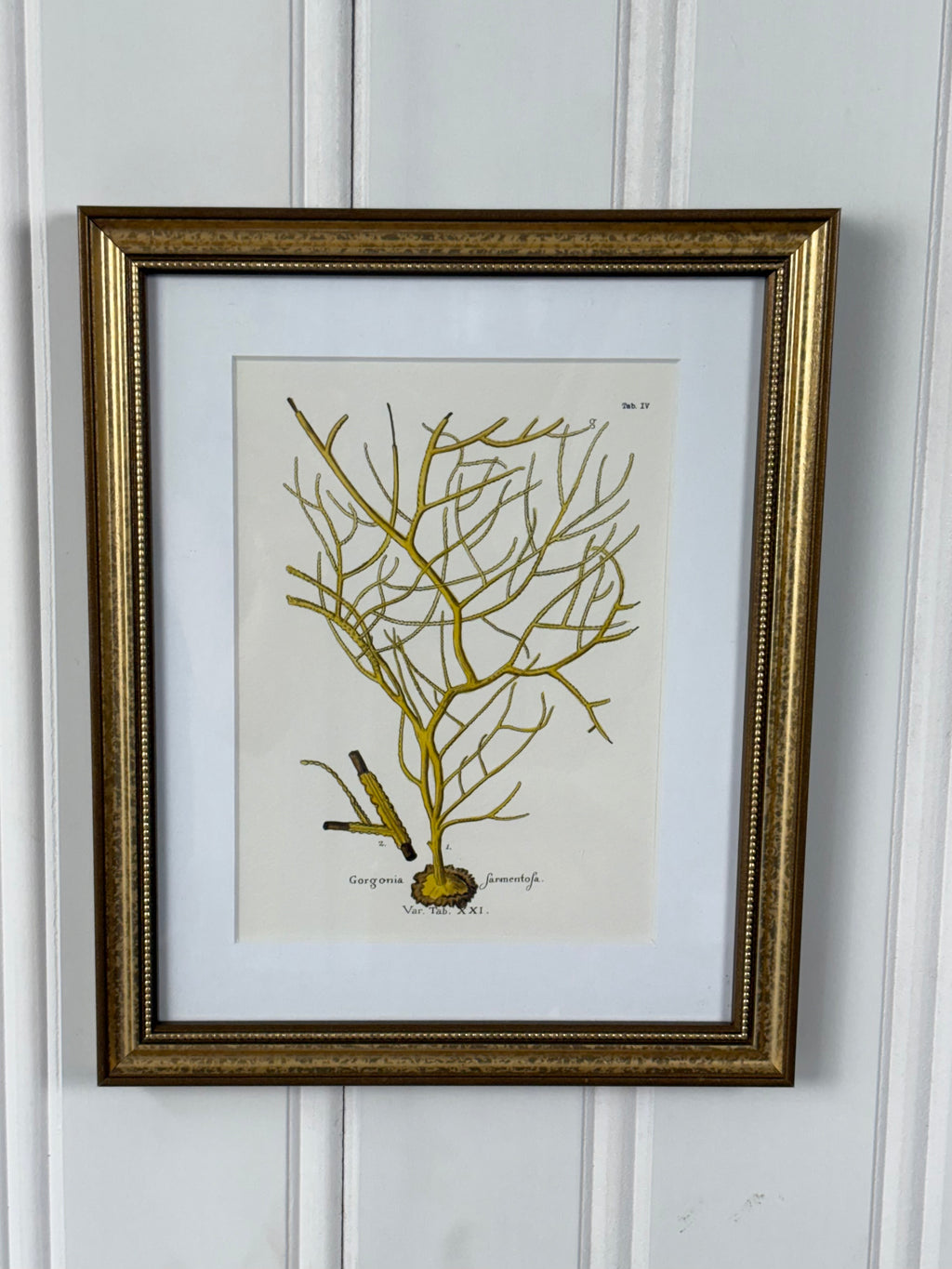 Framed Coral Art