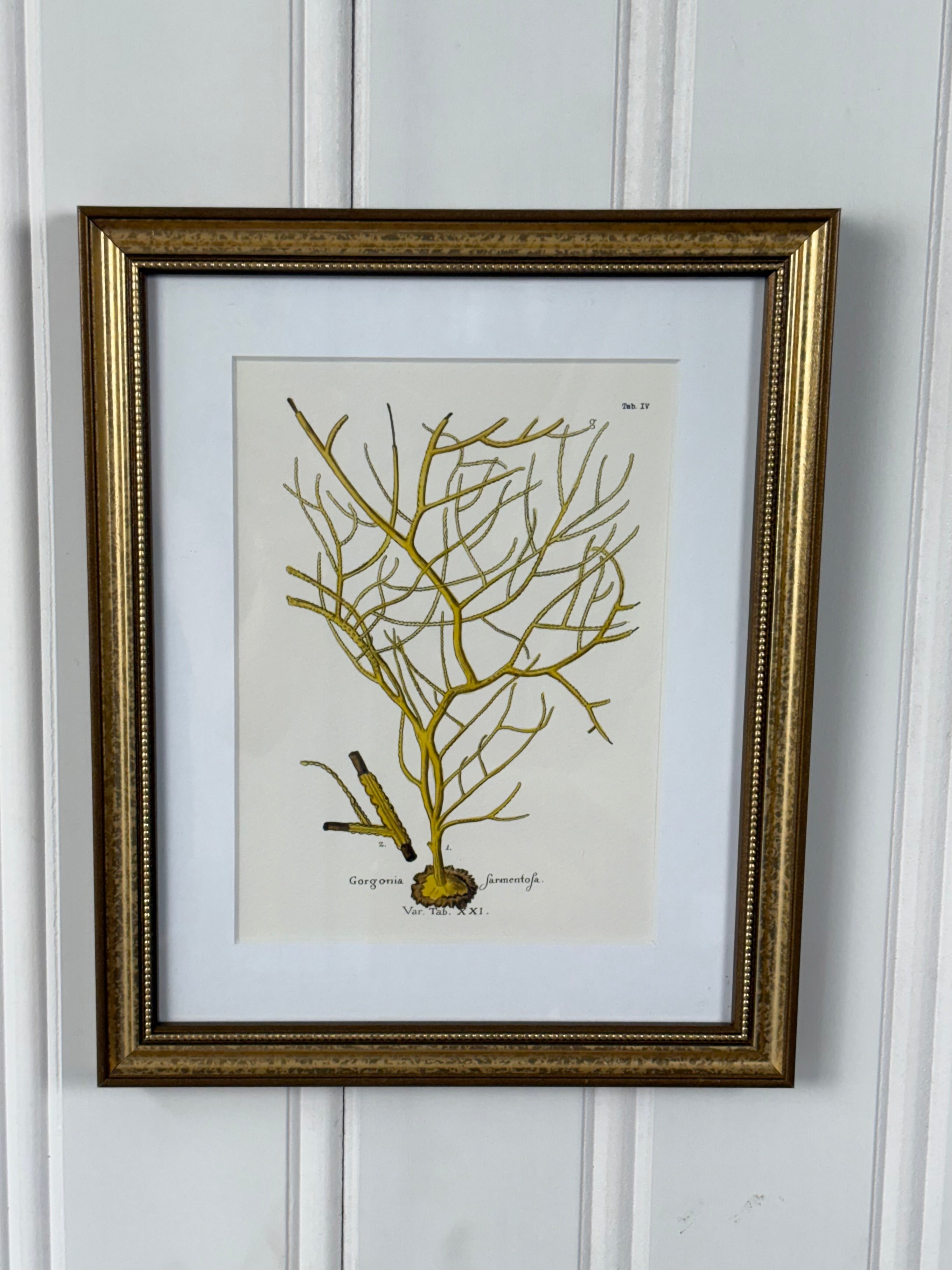 Framed Coral Art