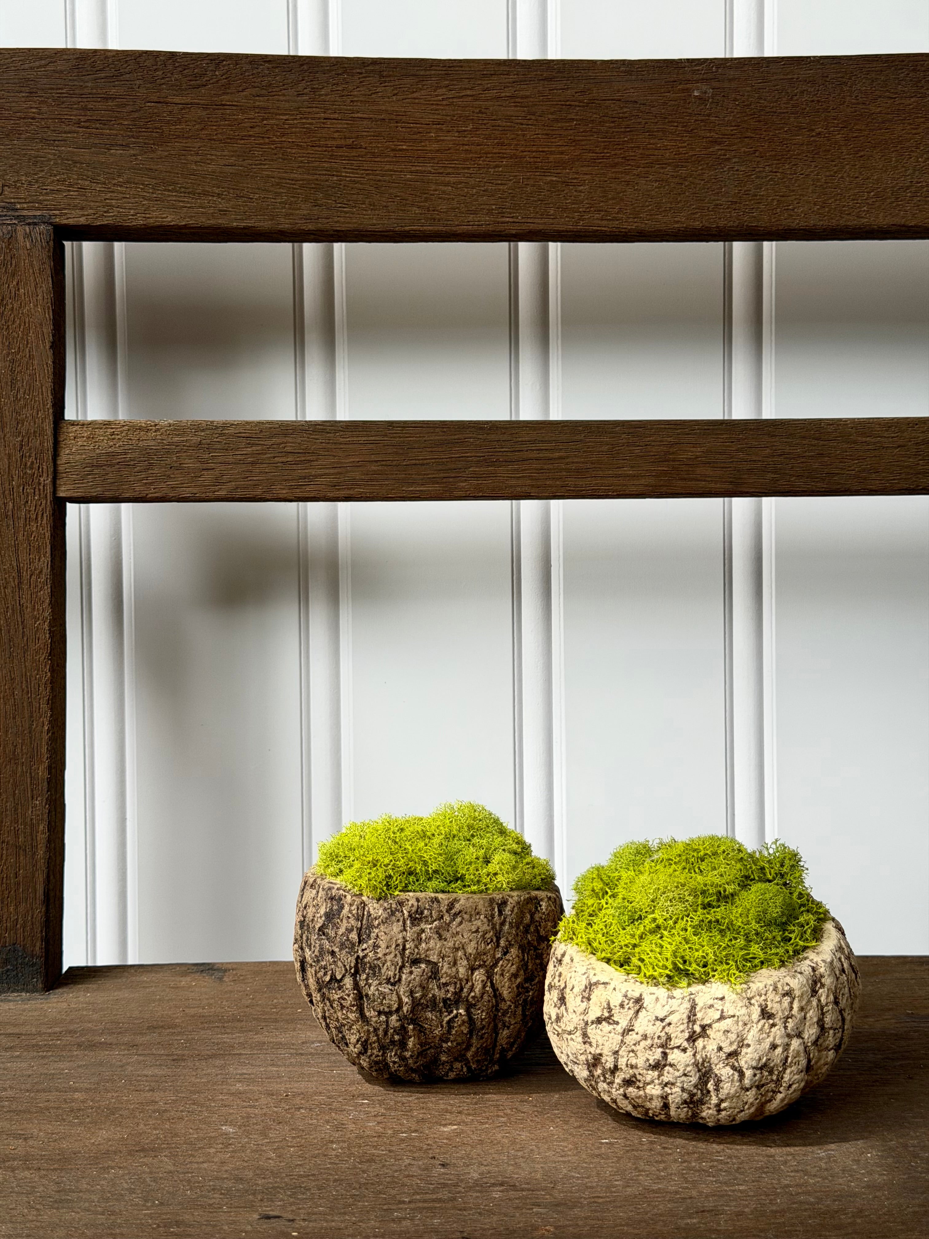 Preserved Moss in Coconut Shell