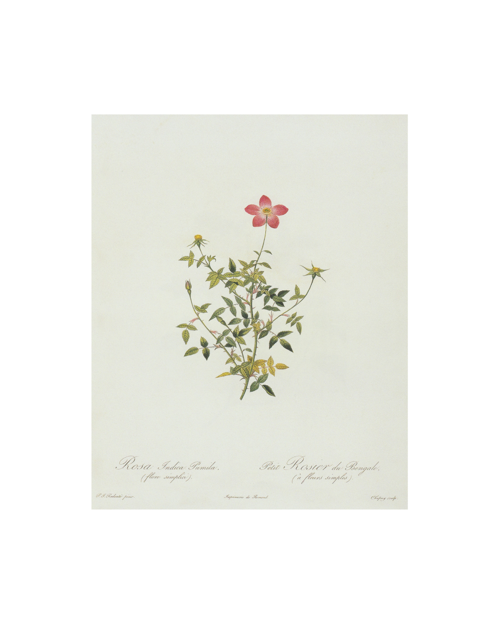 Petite Pink Floral Antique Print- Gold Frame