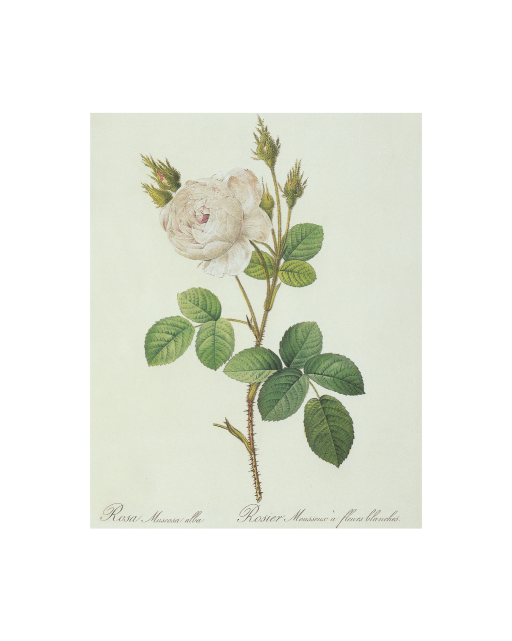 White Rose Floral Antique Print- Gold Bamboo Frame
