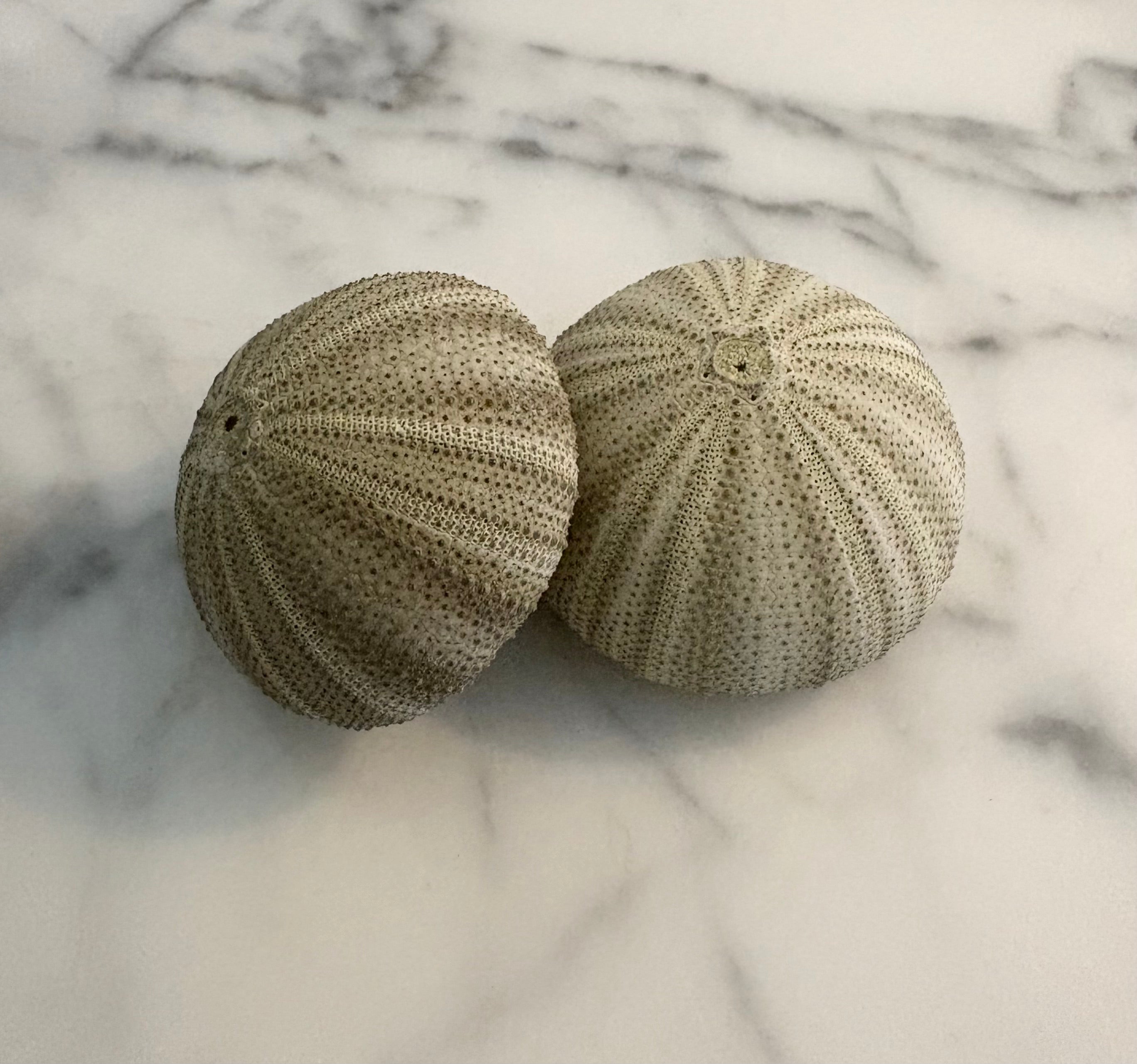 Sea Urchin Shell