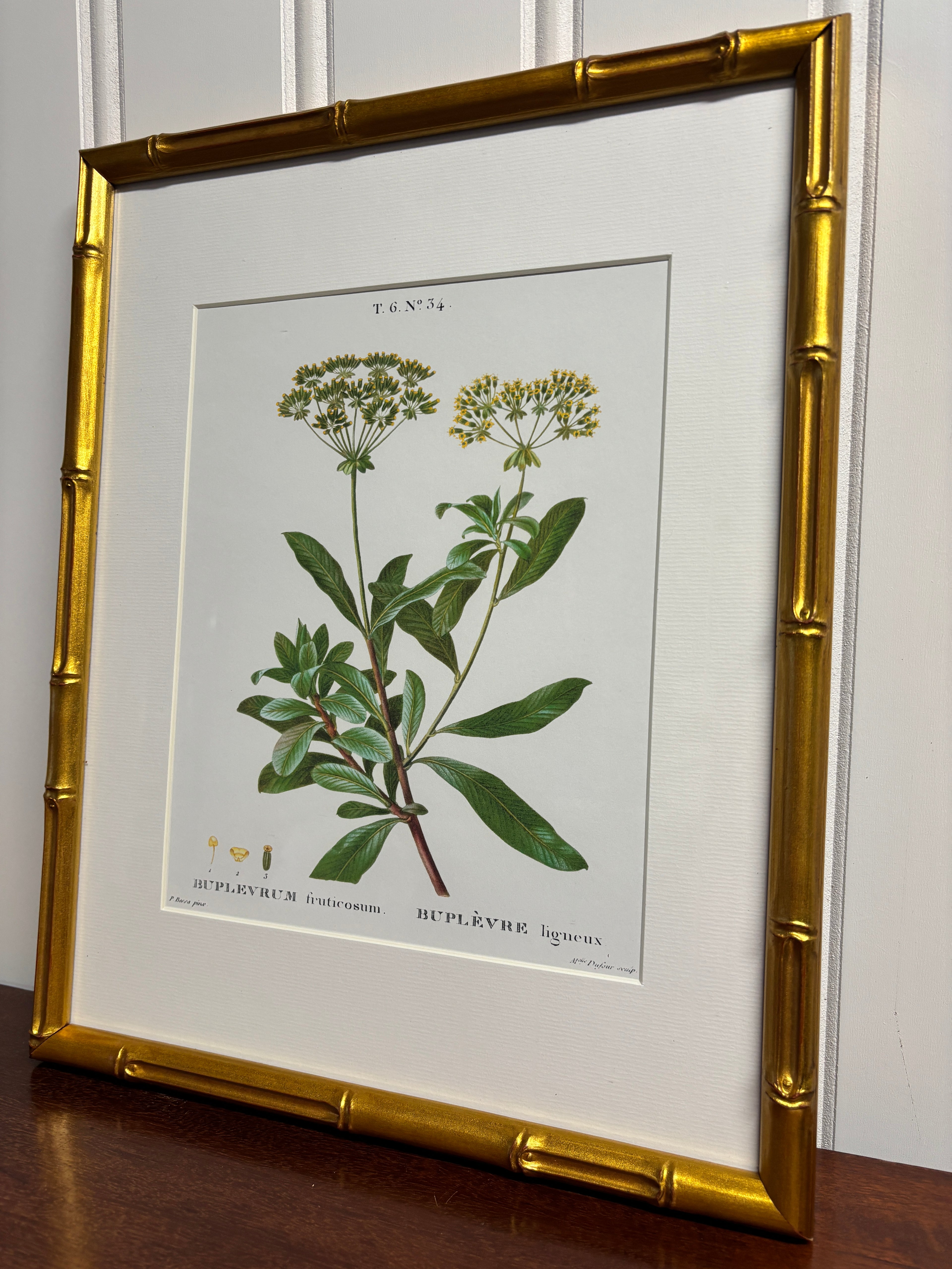 Botanical Antique Print- Gold Bamboo Frame