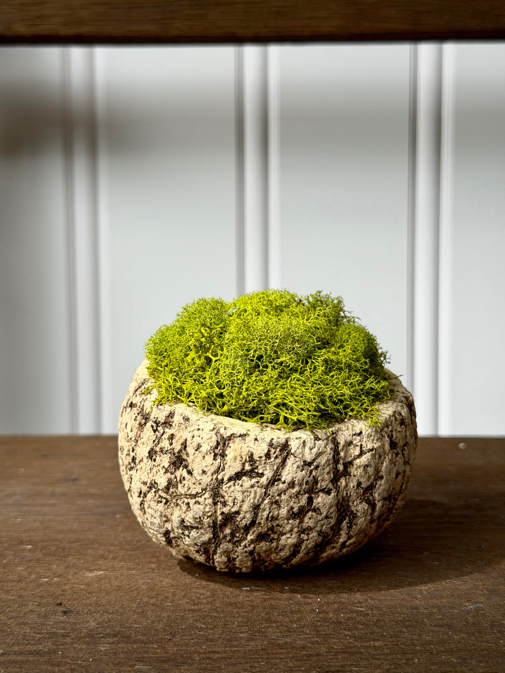 Preserved Moss in Coconut Shell