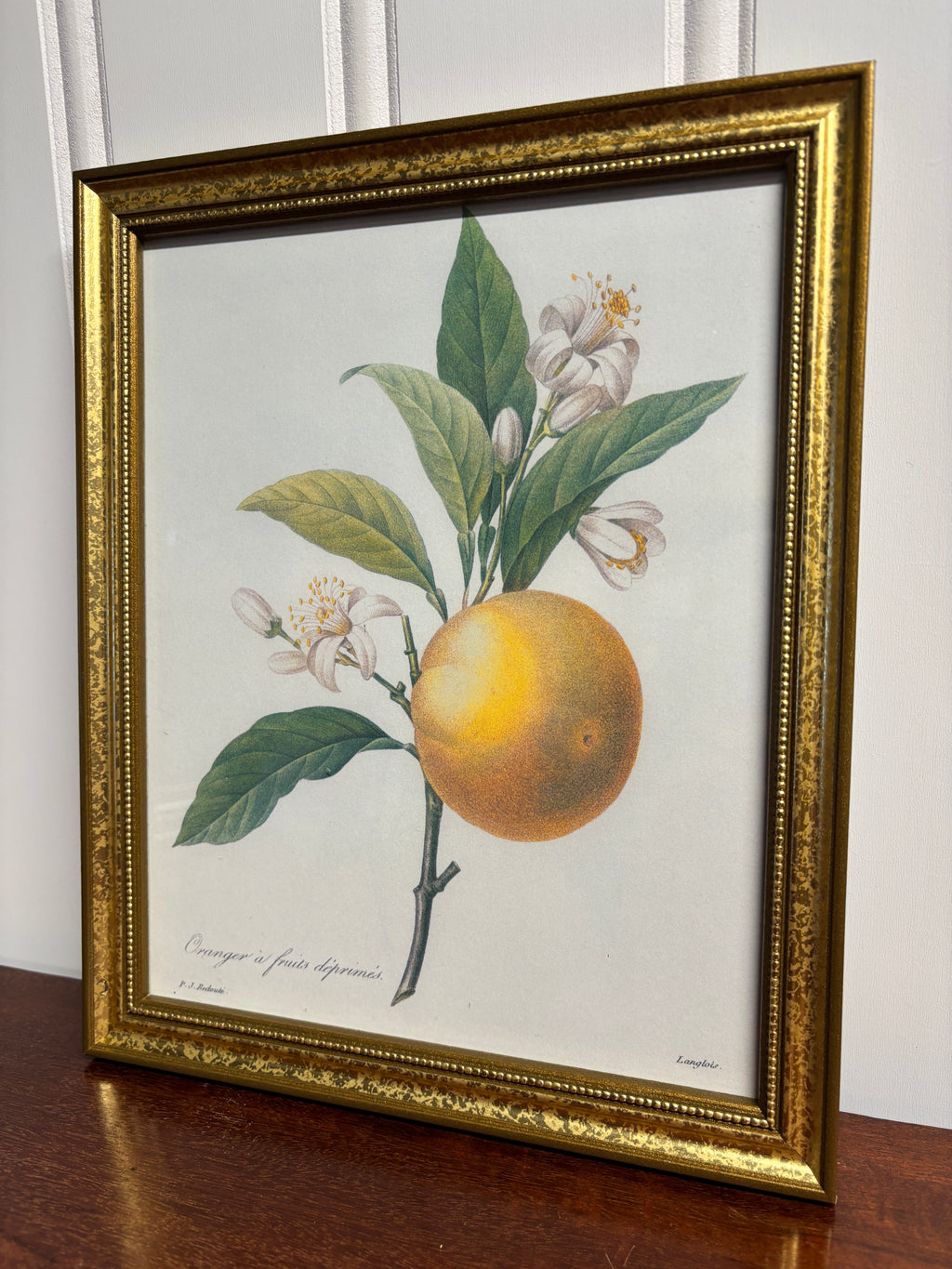 Orange Fruit Antique Print- Gold Bamboo Frame