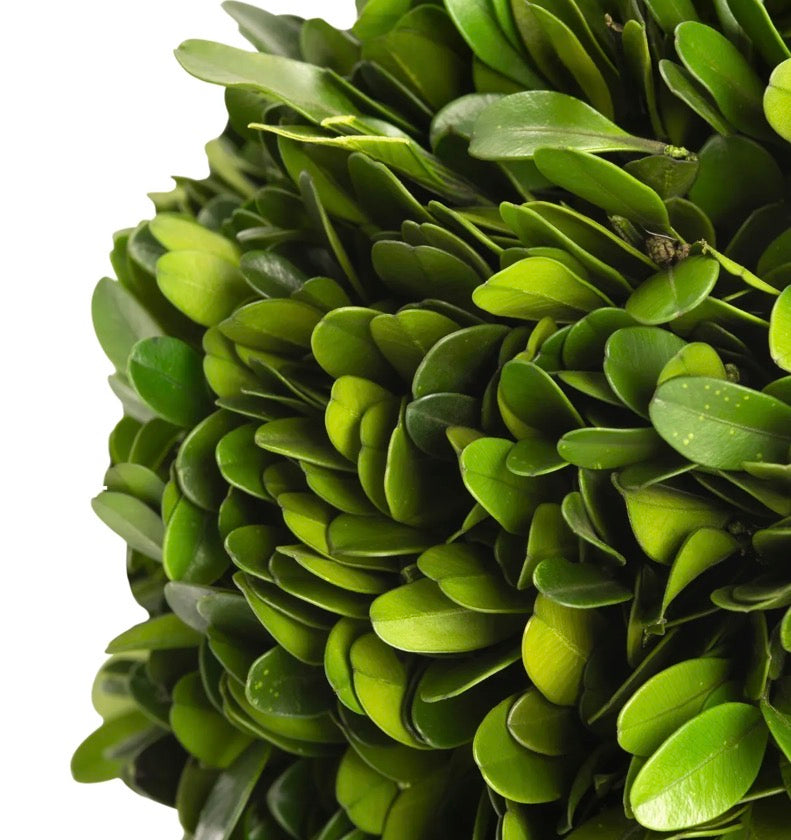 Preserved Boxwood Ball