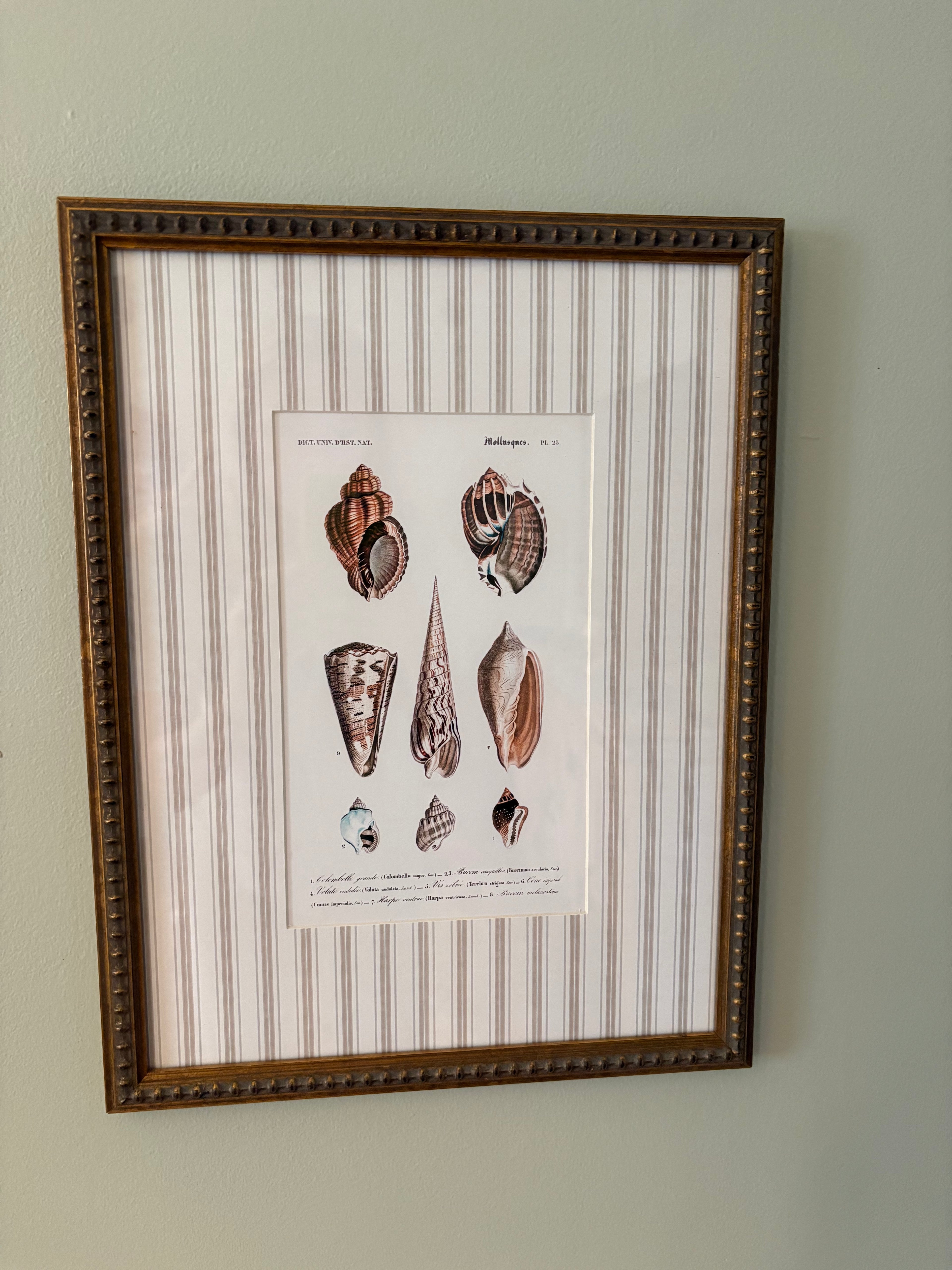 Striped Matting Print, 8 Shells