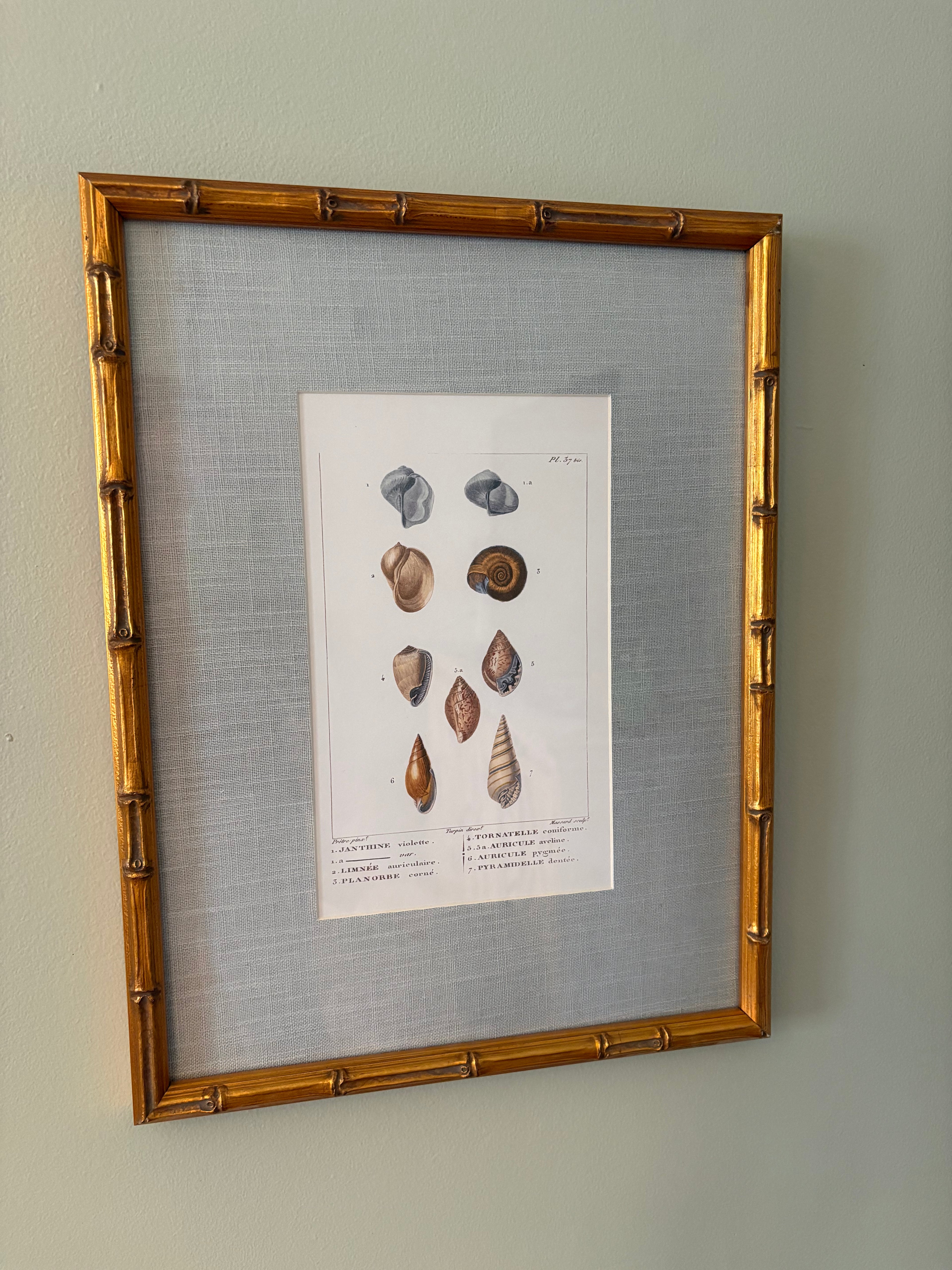Shell Print