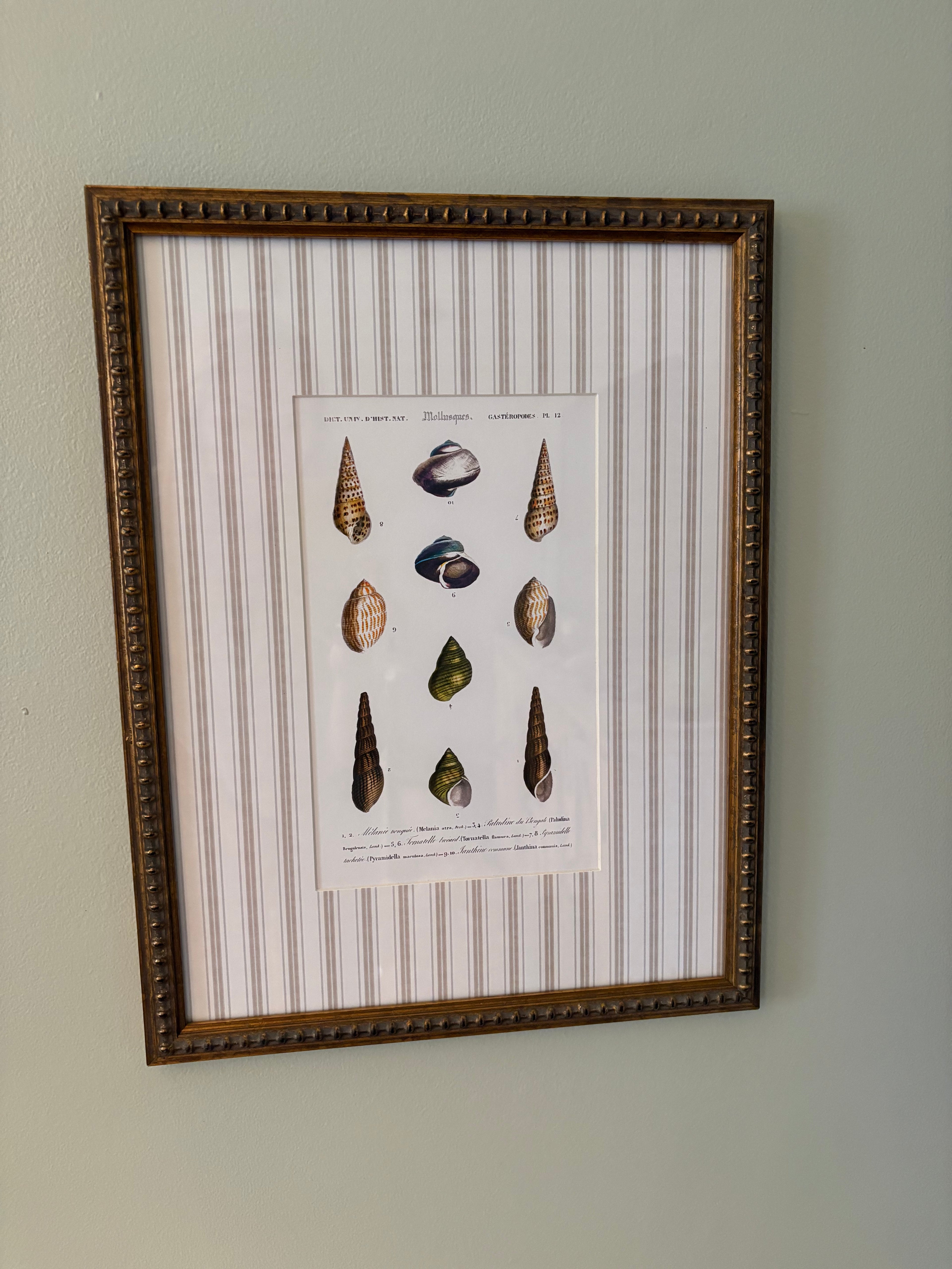 Striped Matting Print, 10 Shells