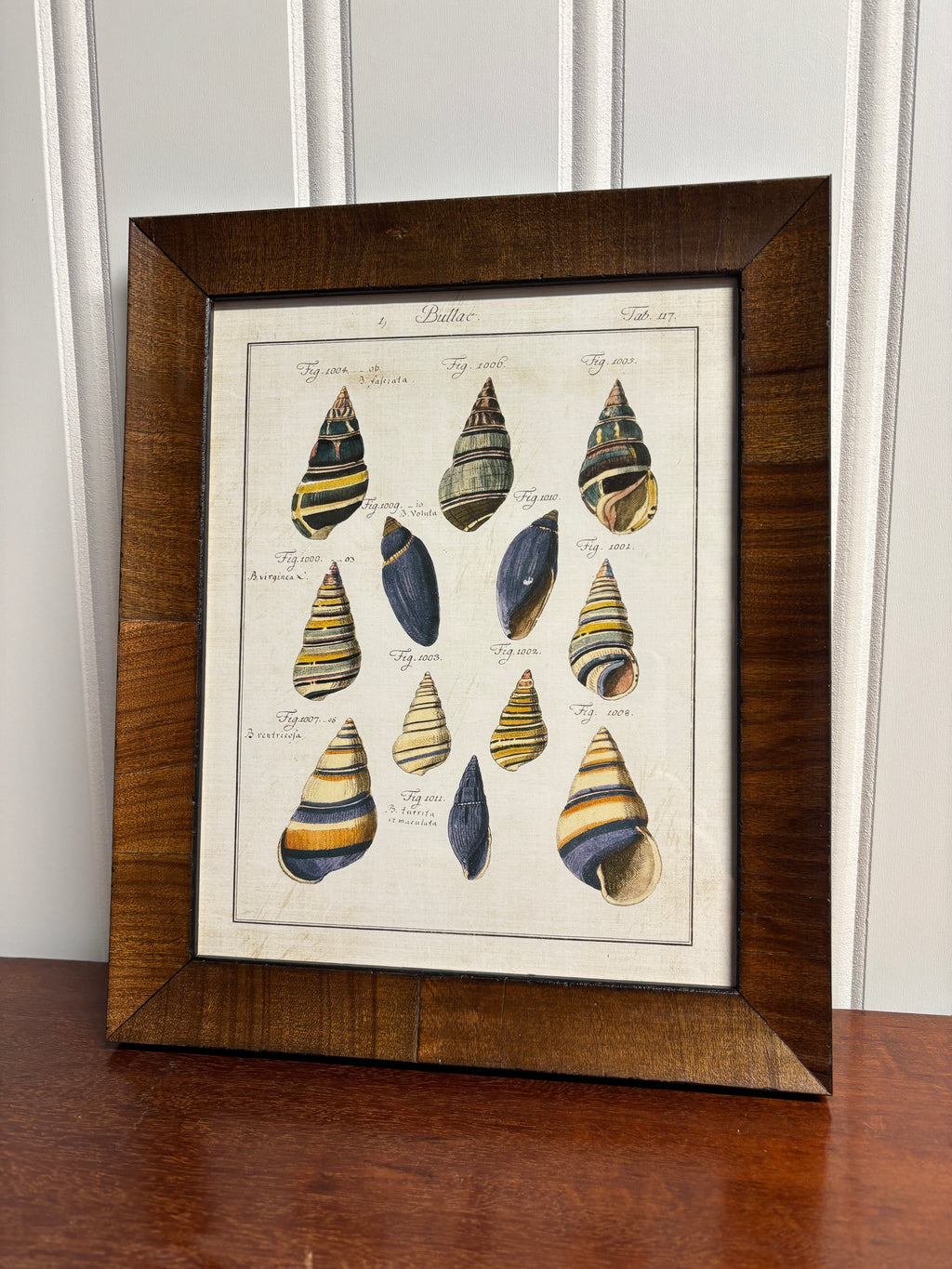 Vintage Shell Artwork- Light Walnut Burl Frame