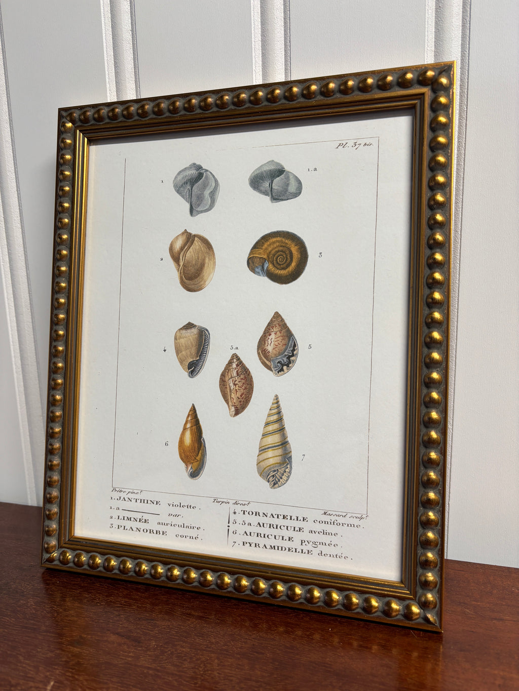 Shell Print Artwork- Gold Bead Frame