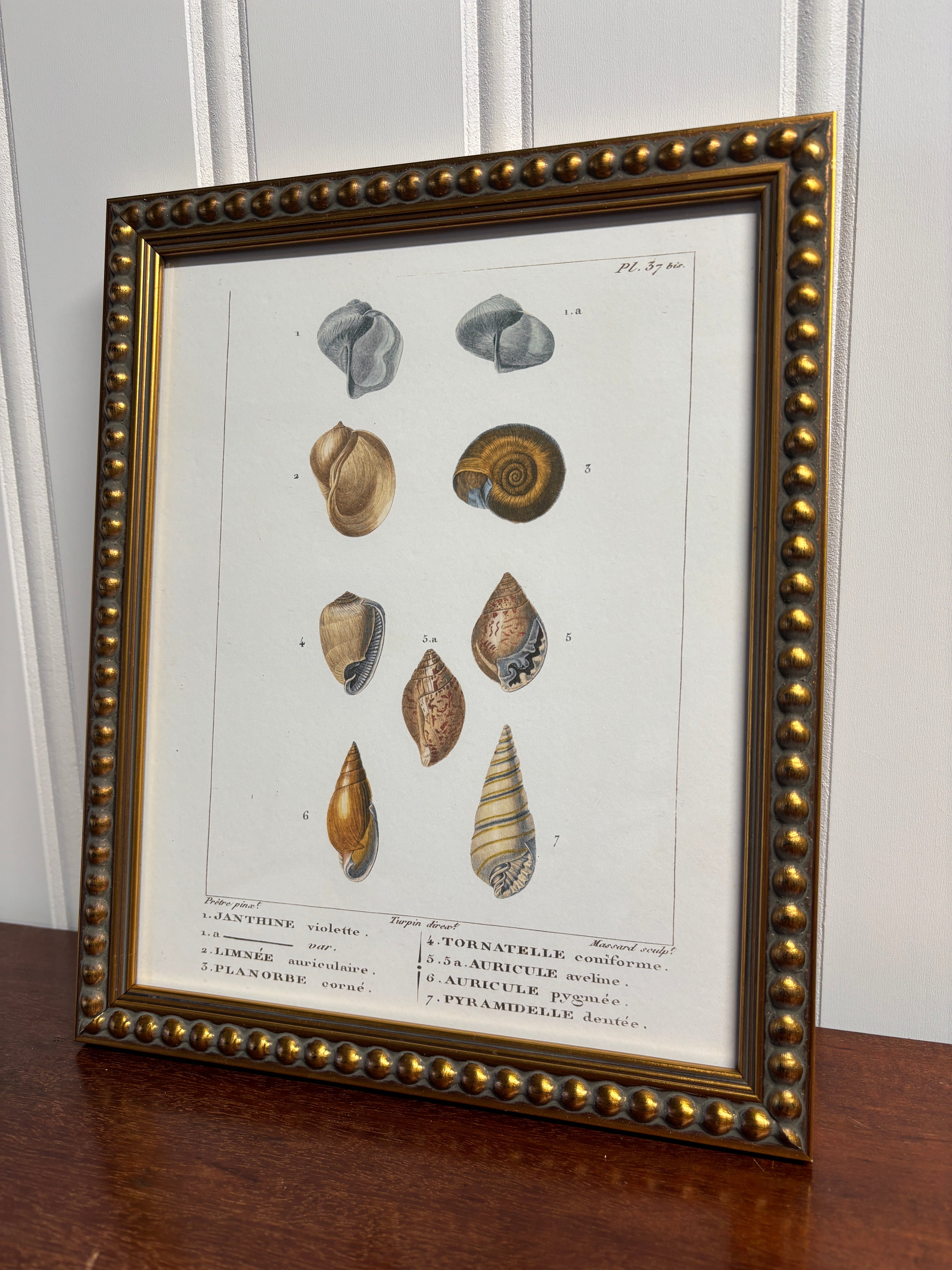 Shell Print Artwork- Gold Bead Frame