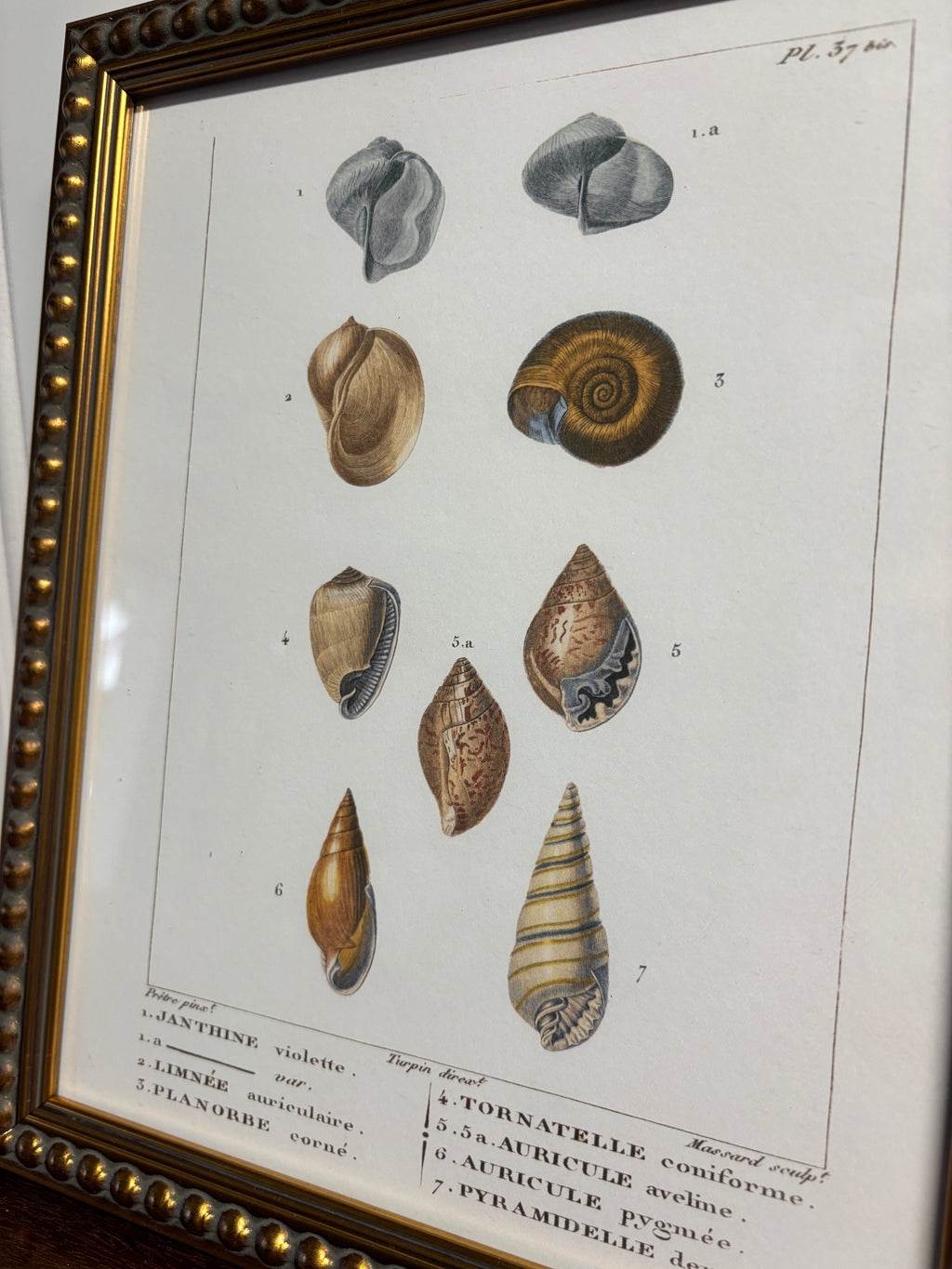 Shell Print Artwork- Gold Bead Frame